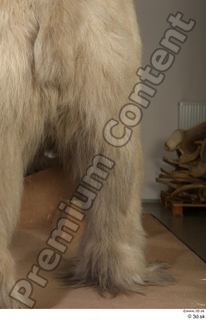 Polar bear leg 0037.jpg